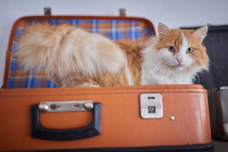 cat in cats house on floor looking to the right.の写真素材