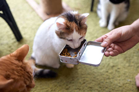 Pet owner feeding cat with dry food granules from hand palm. Man woman giving treat to cat. Beautiful domestic striped tabby feline kitten.の写真素材