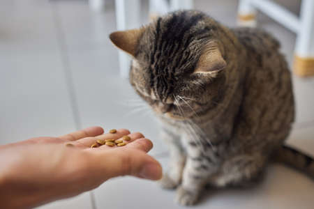 Pet owner feeding cat with dry food granules from hand palm. Man woman giving treat to cat. Beautiful domestic striped tabby feline kitten.の写真素材