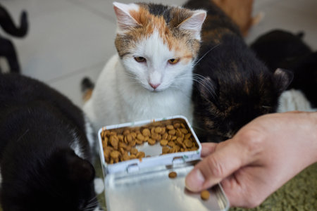 Pet owner feeding cat with dry food granules from hand palm. Man woman giving treat to cat....