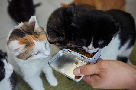 Pet owner feeding cat with dry food granules from hand palm. Man woman giving treat to cat....