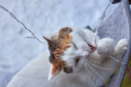 elegant white cat nibbles a glowing garland.の写真素材