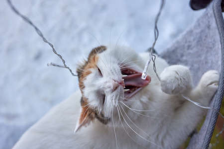 elegant white cat nibbles a glowing garland.