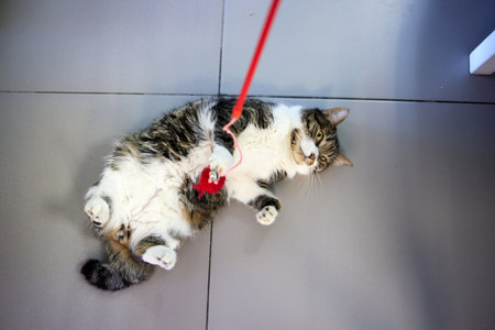 black and White Cat Playing with a Feather Toy.の写真素材