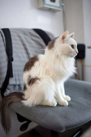 cat with stripes sits on the couch and looks directly at the camera.の写真素材