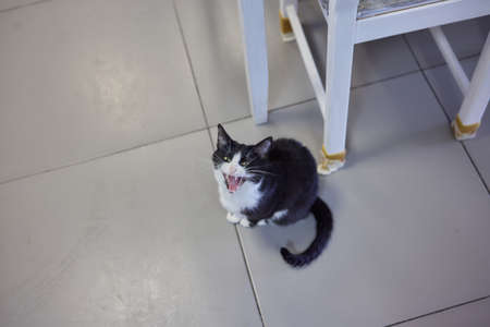 The cat sat on the cement floor.の写真素材