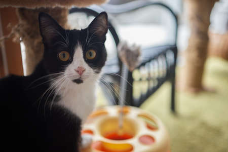 Close-up of a cat face. Portrait of a female kitten. Cat looks curious and alert. Detailed picture of a cats face.の写真素材