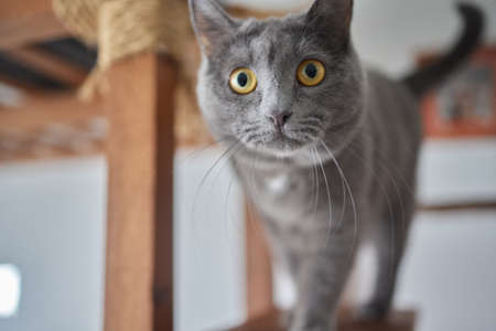 Funny domestic cat climbs up the cat pole.