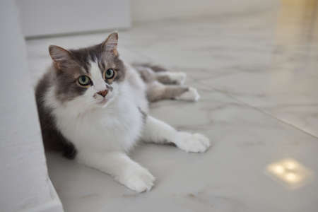 Pet cat sitting on hardwood floor at home.