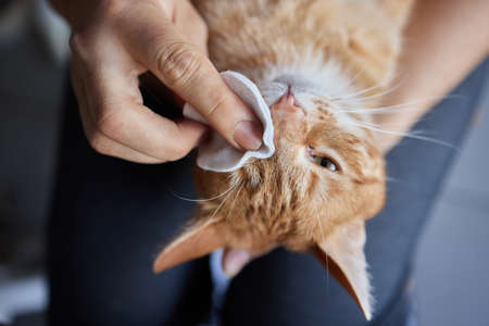 man hand cleaning her cat eyes with cotton pad.