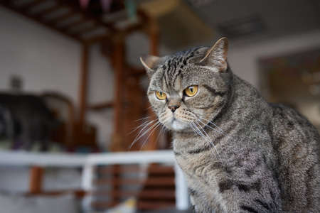 Close-up of a cat face. Portrait of a female kitten. Cat looks curious and alert. Detailed picture...