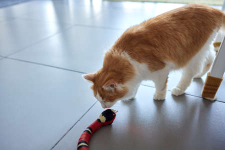 Cute ginger cat is playing green and blue color snake toy.