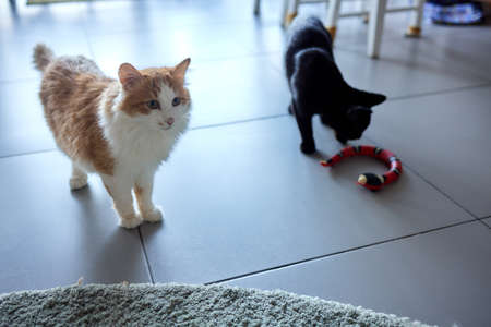 Cute ginger cat is playing green and blue color snake toy.