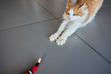 Cute ginger cat is playing green and blue color snake toy.の写真素材