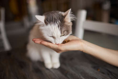 Young woman feeds her lovely cat from hands. Charming family pets and peoples tendance them.の写真素材