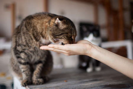 Young woman feeds her lovely cat from hands. Charming family pets and peoples tendance them.の写真素材