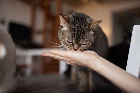 Young woman feeds her lovely cat from hands. Charming family pets and peoples tendance them.
