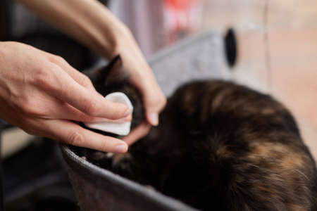 Female veterians hand holding cotton bud to cleaning the dirt from white cats eye in health check up...