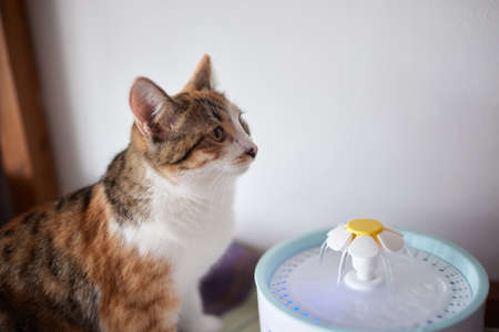 Pet water dispenser with automatic gravity refill.の写真素材