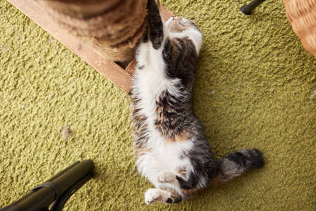 Cat scratching a cat tree looking excited.の写真素材