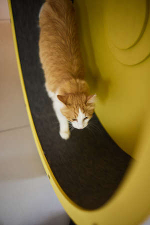 Smoky cat running on exercise wheel. training apparatus.の写真素材