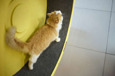 Smoky cat running on exercise wheel. training apparatus.の写真素材