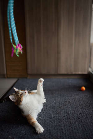 Little kitten playing with a toy on a rope.