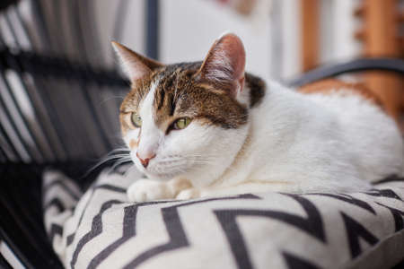 cat with stripes sits on the couch and looks directly at the camera.の写真素材