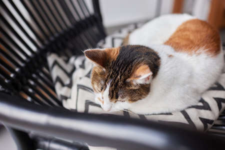 cat with stripes sits on the couch and looks directly at the camera.の写真素材