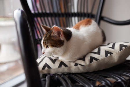 cat with stripes sits on the couch and looks directly at the camera.の写真素材