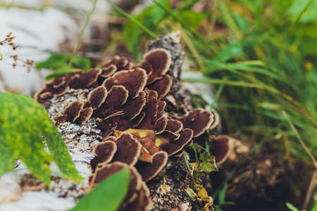 small mushrooms macro nature forest, strong increase in poisonous mushrooms mold.の写真素材