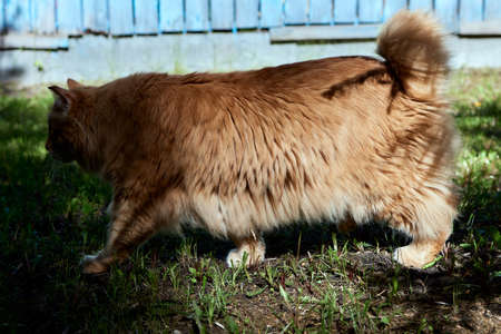 Lovely thoroughbred redhead kitten. Breed Kurilian Bobtail. Hypoallergenic breed of cats.の写真素材