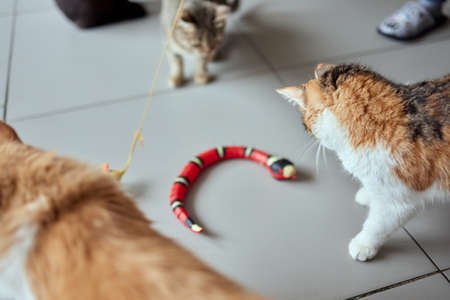 Cute ginger cat is playing green and blue color snake toy.