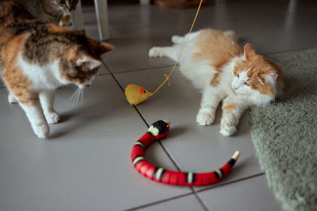 Cute ginger cat is playing green and blue color snake toy.の写真素材