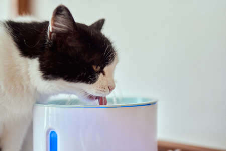 Pet water dispenser with automatic gravity refill.の写真素材