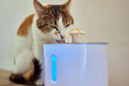 Pet water dispenser with automatic gravity refill.の写真素材