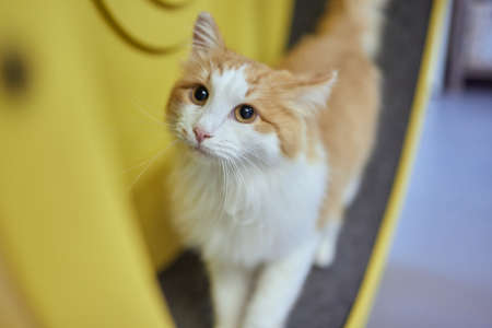 Smoky cat running on exercise wheel. training apparatus.の写真素材