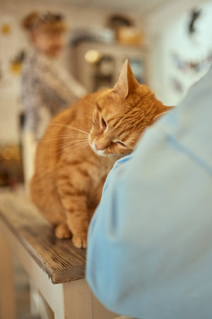 cute tabby little kitten european shorthair cat in hands.の写真素材