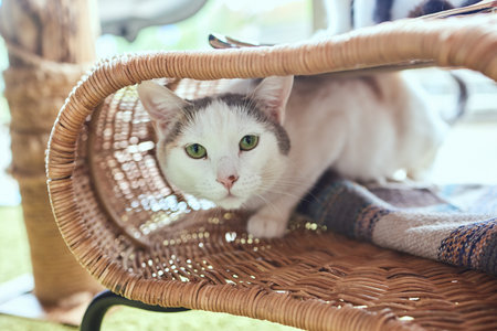 Funny domestic cat climbs up the cat pole.の写真素材