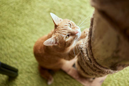 Funny domestic cat climbs up the cat pole.の写真素材