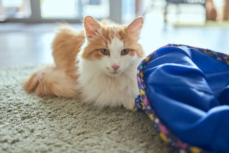 Calico Cat Framed and Alert in Cat Tunnel Toy.の写真素材