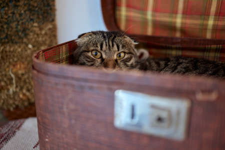 cat in cats house on floor looking to the right.の写真素材