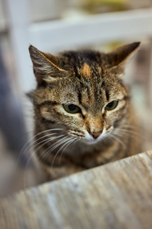 Close-up of European Shorthair cat, 9 months old.の写真素材