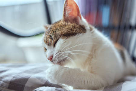 beautiful cute cat licking his paw on stylish bed with funny emotions on background of room.の写真素材