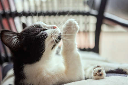 beautiful cute cat licking his paw on stylish bed with funny emotions on background of room.