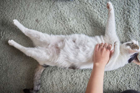 tabby cat with green eyes lies comfortably on a carpet.の写真素材