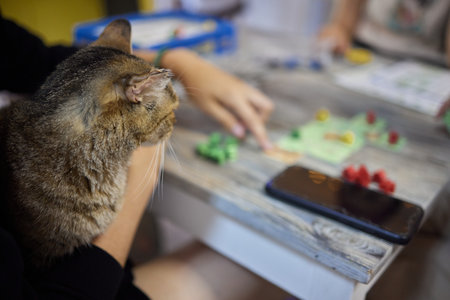cute tabby little kitten european shorthair cat in hands.の写真素材