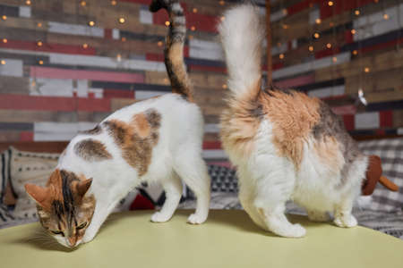 Cute cat in Santa Claus hat against blurred Christmas lights.の写真素材