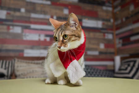 Cute cat in Santa Claus hat against blurred Christmas lights.の写真素材