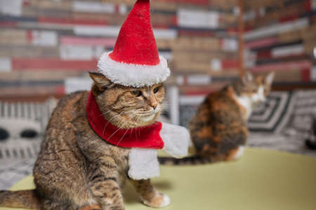 Cute cat in Santa Claus hat against blurred Christmas lights.の写真素材